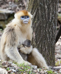 Qinling Mountains, China, Female Golden Monkey with newborn von Danita Delimont