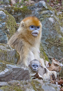 Qinling Mountains, China, Female Golden monkey with infant by Danita Delimont