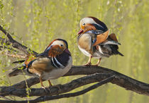 Beijing, China, Two Male Mandarin duck in a tree in the spring by Danita Delimont