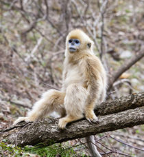 Qinling Mountains, China, Young Golden monkey sitting in tree by Danita Delimont