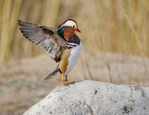 Beijing, China, Male Mandarin Duck flapping and drying wings... by Danita Delimont