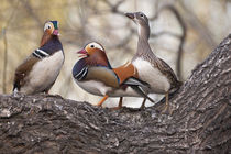 Beijing, China, Two males vying for a female Mandarin duck d... von Danita Delimont