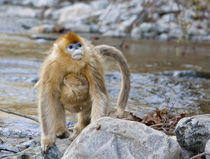 Qinling Mountains, China, Female Golden monkey carrying youn... by Danita Delimont