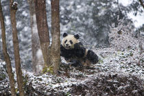 China, Chengdu Panda Base by Danita Delimont