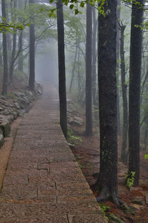 Trail in Fog, Yellow Mountains a UNESCO World Heritage Site by Danita Delimont