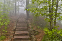 Trail in Fog, Yellow Mountains a UNESCO World Heritage Site von Danita Delimont
