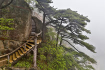 Trail in Fog, Yellow Mountains a UNESCO World Heritage Site von Danita Delimont