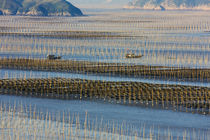Fishing boat sailing through bamboo sticks in the seaweed fa... von Danita Delimont
