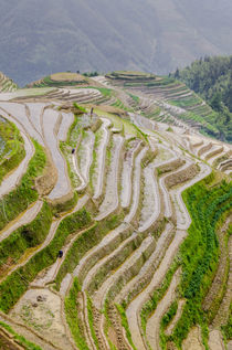 Dragon Spine Rice Terraces, Longsheng, China. von Danita Delimont