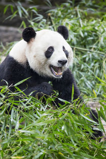 Giant Panda, Chengdu, Sichuan Province, China von Danita Delimont