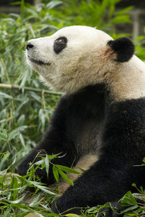 Giant Panda, Chengdu, China von Danita Delimont