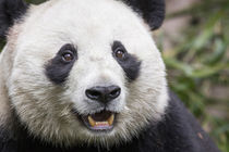 Giant Panda, Chengdu, China von Danita Delimont