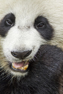 Giant Panda Feeding on Bamboo, Chengdu, Sichuan Province, China by Danita Delimont