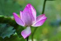 Pink Lotus Close Up Beijing China by Danita Delimont