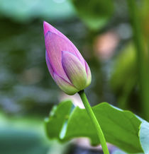 Pink Lotus Bud Close Up Beijing China by Danita Delimont