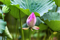 Pink Lotus Bud Close Up Beijing China by Danita Delimont