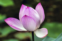 Pink Lotus Close Up Beijing China by Danita Delimont