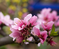 Pink Peach Blossom Macro Sichuan China by Danita Delimont