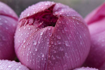 Pink Lotus Blossoum Closed Hong Kong Flower Market by Danita Delimont