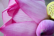 Pink Lotus Petal Bud Hong Kong Flower Market by Danita Delimont