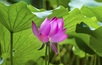 Pink Lotus Flower Close Up Beijing China von Danita Delimont