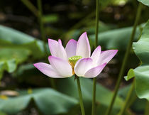 Pink Lotus Flower Close Up Beijing China by Danita Delimont