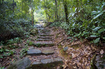 Hong Kong, Tai Po Kau Nature Park, a jungle trail with stone... by Danita Delimont