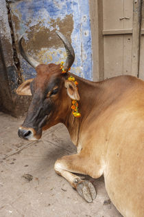 Cow with flowers, Varanasi, India by Danita Delimont