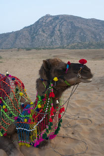 Brightly decorated camel, Pushkar, Rajasthan, India. by Danita Delimont