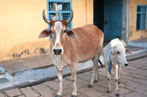 Cow and calf on the street, Jojawar, Rajasthan, India. by Danita Delimont