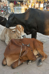 Cows in the market, Sardar Market, Jodhpur, Rajasthan, India. von Danita Delimont
