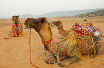 Decorated camels, Pushkar, Rajasthan, India. von Danita Delimont