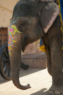 Decorated elephant, Amber Fort, Jaipur, Rajasthan, India. von Danita Delimont
