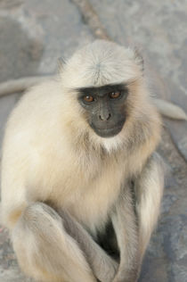 Langur Monkey, Amber Fort, Jaipur, Rajasthan, India. von Danita Delimont