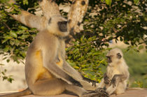Langur Monkey, Amber Fort, Jaipur, Rajasthan, India. by Danita Delimont