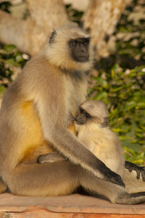 Langur Monkey, Amber Fort, Jaipur, Rajasthan, India. von Danita Delimont