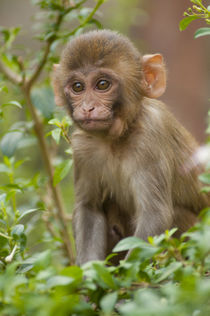 Rhesus monkey baby, Monkey Temple, Jaipur, Rajasthan, India. von Danita Delimont