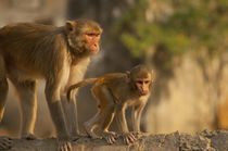 Rhesus Monkey mother and baby, Monkey Temple, Jaipur, Rajast... by Danita Delimont
