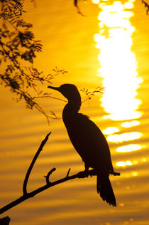 Silhouette of an Indian cormorant, Keoladeo National Park, B... by Danita Delimont