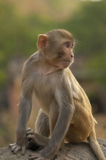 Young Rhesus monkey, Monkey Temple, Jaipur, Rajasthan, India. von Danita Delimont