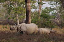One-horned Rhinoceros and young feeding, Kaziranga National ... by Danita Delimont