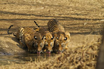 Tiger cubs at the waterhole, Tadoba Andheri Tiger Reserve, India. von Danita Delimont