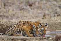 Royal Bengal Tiger cubs at the waterhole, Tadoba Andheri Tig... by Danita Delimont