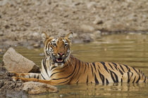 Tadoba Andheri Tiger Reserve, India. by Danita Delimont