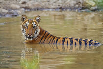 Royal Bengal Tiger at the waterhole, Tadoba Andheri Tiger Reserve. by Danita Delimont