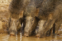 Trio of Indian Boars drinking water in the waterhole, Tadoba... by Danita Delimont