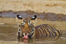 Royal Bengal Tiger cub, drinking water in the waterhole, Tad... by Danita Delimont
