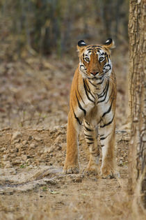 Royal Bengal Tigress near waterhole, Tadoba Andheri Tiger Re... von Danita Delimont