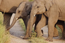 Young Indian Asian Elephants, Corbett National Park, India. by Danita Delimont