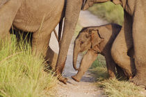 Young one of Indian Asian Elephant, walking in the herd, Cor... von Danita Delimont